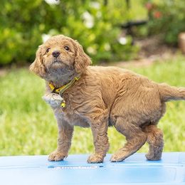 Goldendoodle All Grown Up from We R Mini Doodles
