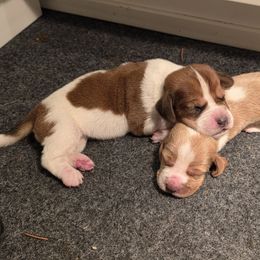 Daisy - Mahogany and white female Basset Hound puppy in Maple Falls, Washington from Flopper Bopper Basset Hounds