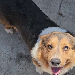 Lou - Pembroke Welsh Corgi