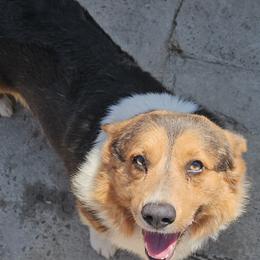 Lou - Pembroke Welsh Corgi