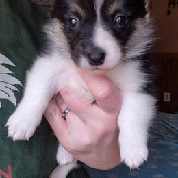 Maverick - Black and white male American Corgi puppy in Checotah, Oklahoma from Skoal Creek Corgi's