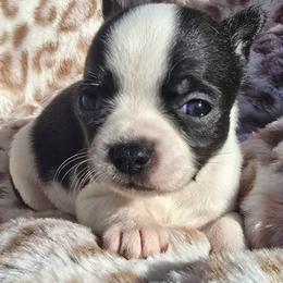 Cupcake - Black and white female Chihuahua puppy in Amity, Pennsylvania from Baxters Chihuahuas