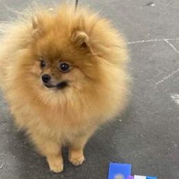 Pomeranian puppies from Poetry Poms
