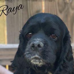 Raya - Cocker Spaniel
