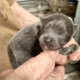 Blue Boy 1 week - Blue male Pomeranian puppy in Madison, Ohio from PawSitive Therapy Pomeranians