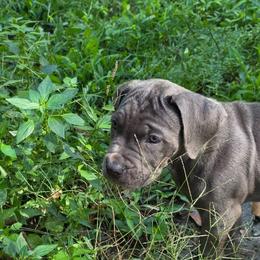 Frida - Gray female Cane Corso puppy in Asheville, North Carolina from MTO KENNELS