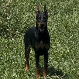 Doberman Pinscher puppies from Indah Lux Dobermans
