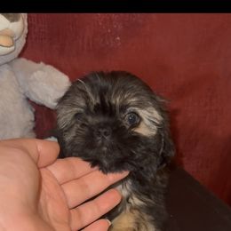 Crumpet - Gold male Shih Tzu puppy in Madera Acres, California from California Shih Tzu’s