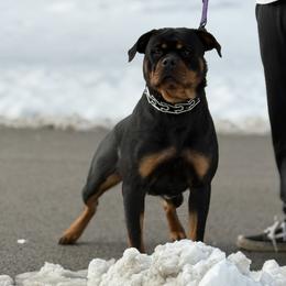 Lexi - Rottweiler