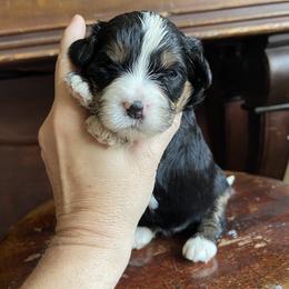 Spirit - Tri-color female Bernedoodle puppy in Superior, Arizona from Mountain Bridge Doodles