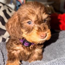Hanna - Chocolate and tan female Dachshund puppy in Onalaska, Texas from Smokey Pines Dachshunds