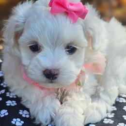 Holly - White female Maltipoo puppy in Utica, Ohio from Poodle Me Crazy