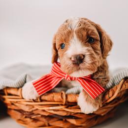 Blue Boy - Apricot male Cavapoo puppy in Mckinney, Texas from Doodles of North Tx
