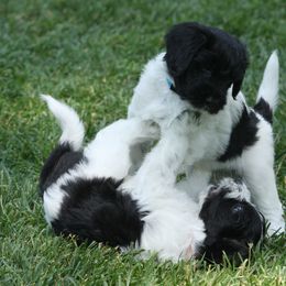 Schapendoes Puppies from Dream Star Schapendoes