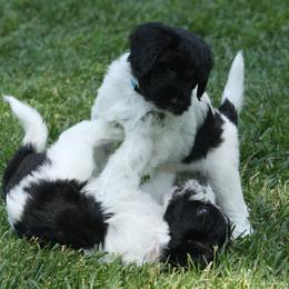 Schapendoes Puppies from Dream Star Schapendoes
