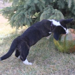 Cardigan Welsh Corgi Puppies from Rowe Family