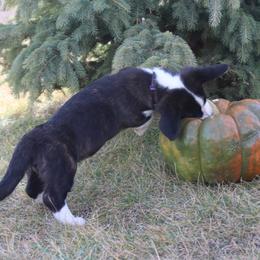 Cardigan Welsh Corgi Puppies from Rowe Family
