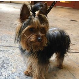 Russo - Yorkshire Terrier
