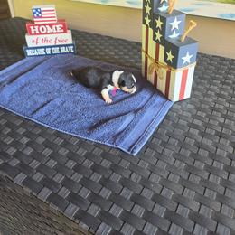 Jessie - Black and tan female Pembroke Welsh Corgi puppy in New Douglas, Illinois from Millerbaughs Country Corgis