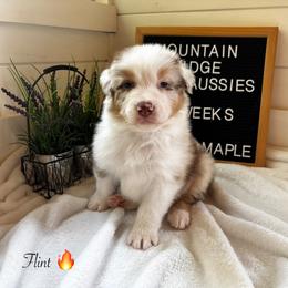 Flint - Red merle male Australian Shepherd puppy in Murrayville, Georgia from Mountain Ridge Aussies