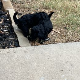 Cavapoo and Shihpoo Puppies from Haus of Doodles