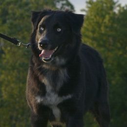 Grace - Australian Shepherd