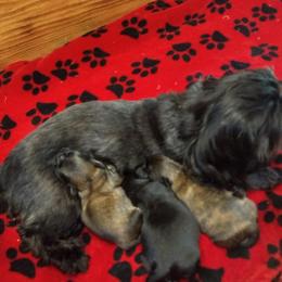 Minnie - Shih Tzu