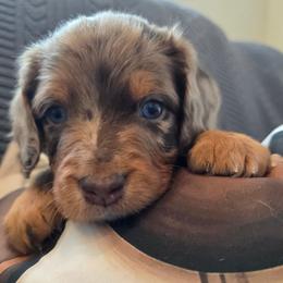 Ivy - Red merle female Aussiedoodle puppy in Prescott Valley, Arizona from Ramirez Family Doodles