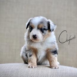 Cholula - Blue merle female Miniature Australian Shepherd puppy in Prague, Oklahoma from Clay Creek Aussies