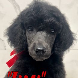 Jimi - Poodle puppy from Faksa Standard Poodles