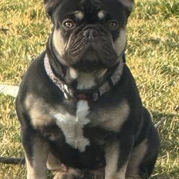 Remi - French Bulldog