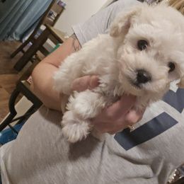 Maltipoo and Poodle Puppies from Cowgirl's Legacy