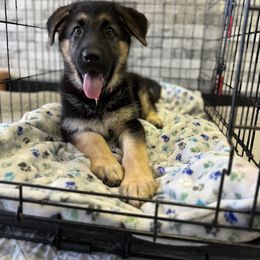 German Shepherd Puppies from Karma Kennels