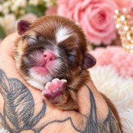 Rocky - Liver and white male Shih Tzu puppy in Warren, Michigan from Danielle's Yorkie Babies