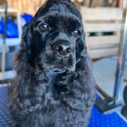 Cocker Spaniel Puppies from SuperNova’s American Cocker Spaniels