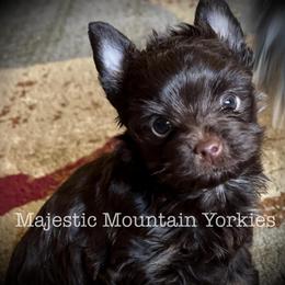 Yorkshire Terrier Puppies from Majestic Mountain Yorkies