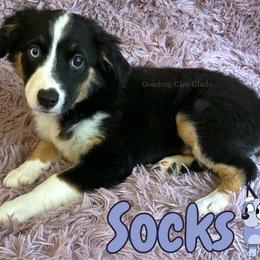 Socks - Black tri female Miniature American Shepherd puppy in Millington, Tennessee from Goading Glee Glade