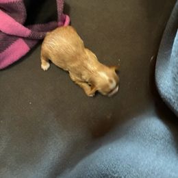 Cory - Fawn sable male Havapoo puppy in Centerville, Idaho from HopplevalleyPTA...(Puppies To Adore)