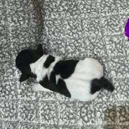 Border Collie and Jack Russell Terrier Puppies from CP FARMS BORDER COLLIES N JACKS CORP
