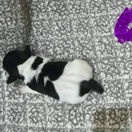 Border Collie and Jack Russell Terrier Puppies from CP FARMS BORDER COLLIES N JACKS CORP