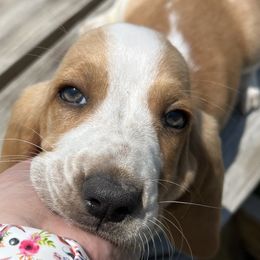 Basset Hound Puppies from Blessed Bassets