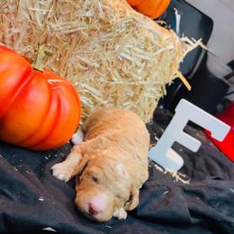 Girl 1 - Red  female Poodle puppy in Sandy Springs, Georgia from Amore’ Poodle Co.
