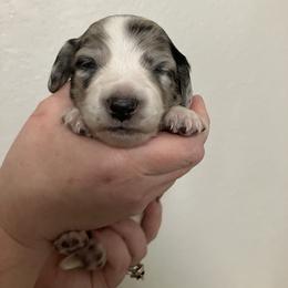 Biscuit - Dapple male Dachshund puppy in Brooksville, Florida from Dip N Doxies