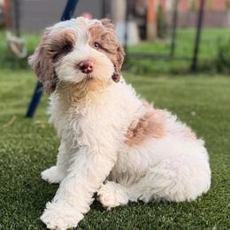 Rhodium - Chocolate male Australian Labradoodle puppy in Brush Prairie, Washington from Fancy Pants Labradoodles
