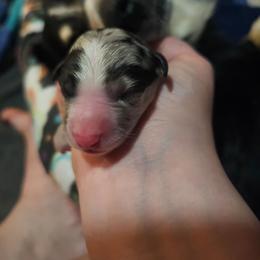 Mojito - Blue merle female Miniature American Shepherd puppy in New Providence, Pennsylvania from Tons of Kisses