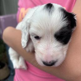 Sonic - Piebald male Dachshund puppy in Chelsea, Oklahoma from Renee's Dachshund's