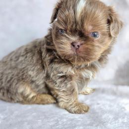 Kit Kat - Lilac female Shih Tzu puppy in Jenks, Oklahoma from Northstar Shih Tzu