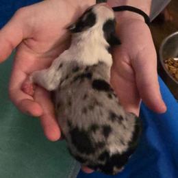 Blue Merle Girl - Blue merle female Miniature American Shepherd puppy in Vancouver, Washington from BonDrew's Miniature American Shepherds