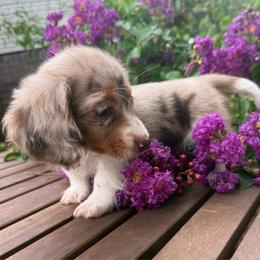 Hazel - Dapple female Dachshund puppy in Taylorsville, North Carolina from Feather & Tail Acres