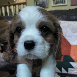 Chewy - Blenheim male Cavalier King Charles Spaniel puppy in Franklin, North Carolina from Cavaliers of the County Macon